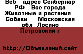 Веб – адрес Сенбернар.РФ - Все города Животные и растения » Собаки   . Московская обл.,Лосино-Петровский г.